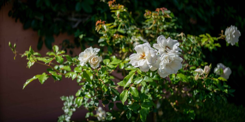 Iceberg. Very popular in Coronado, but too tall for my border