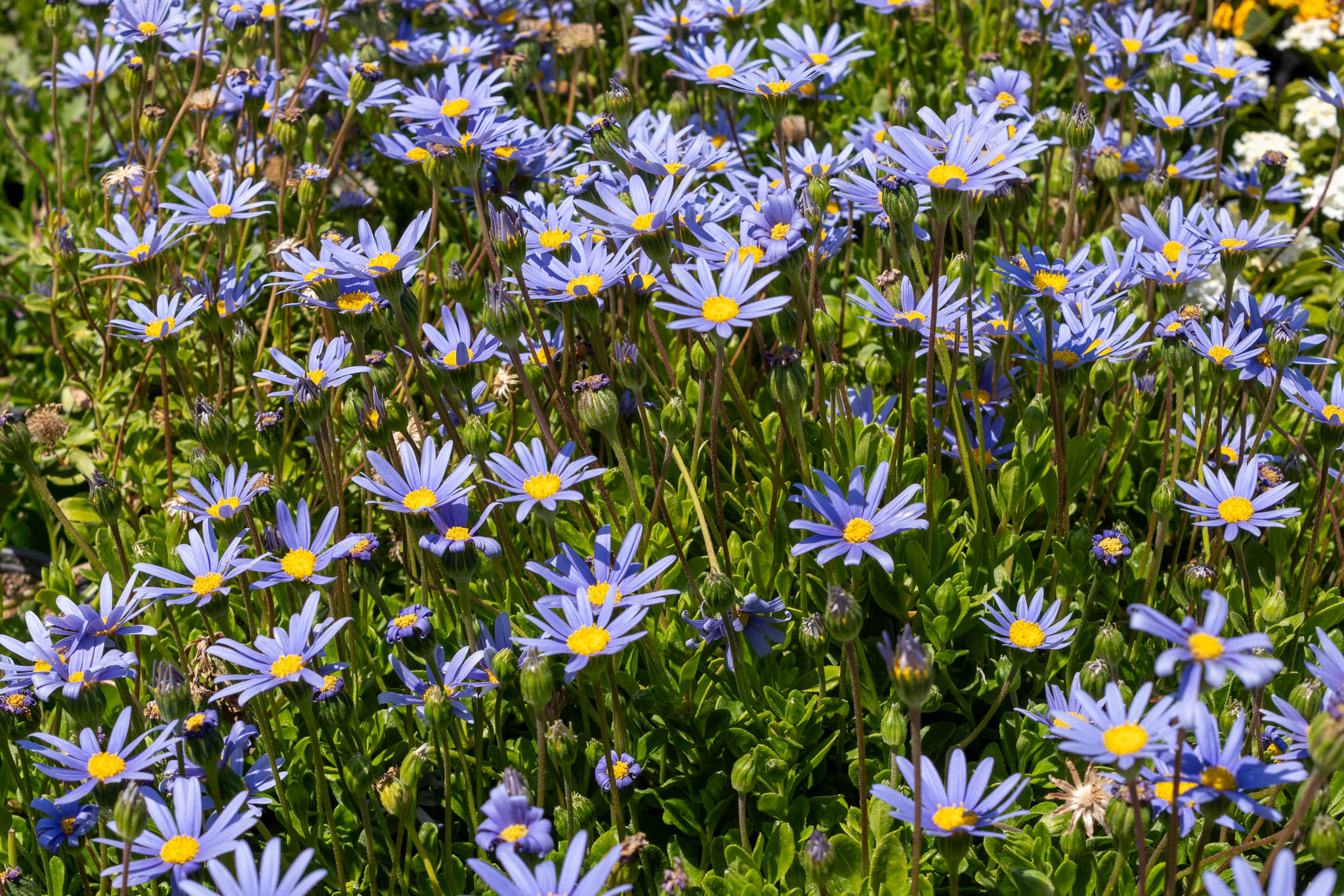 Designing a planting scheme for a front-yard border, using Claude